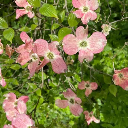 Urban - Ahorn -- Meersburg