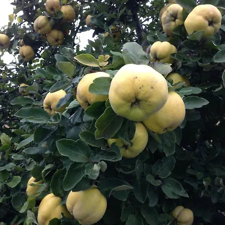 Urban - Ahorn -- * Meersburg