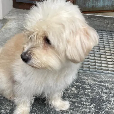 Urban - Ahorn -- ميرسبرغ