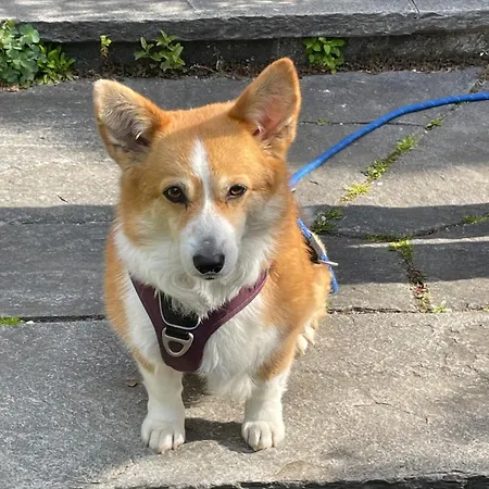 Urban - Ahorn -- * Meersburg