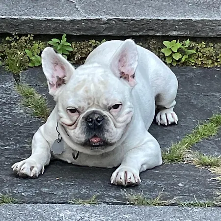 Urban - Ahorn -- Διαμέρισμα