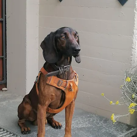 Διαμέρισμα Urban - Ahorn -- *