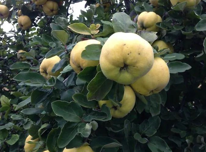 Urban - Ahorn -- * ميرسبرغ