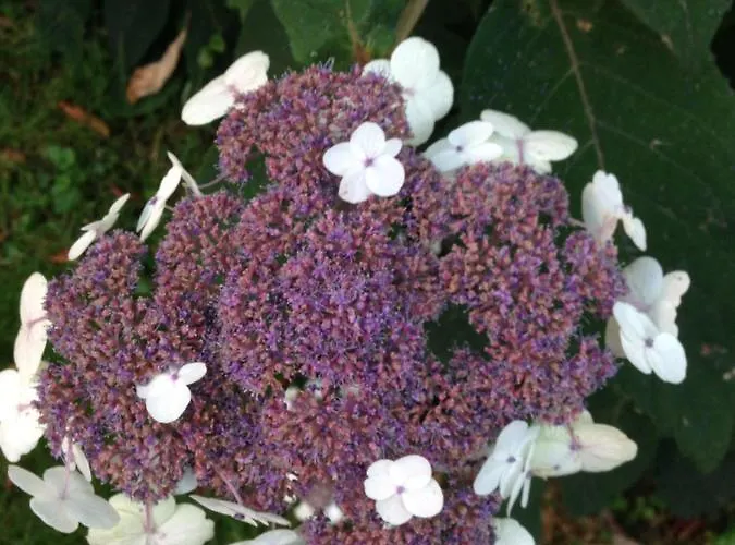 Urban - Ahorn -- * ميرسبرغ