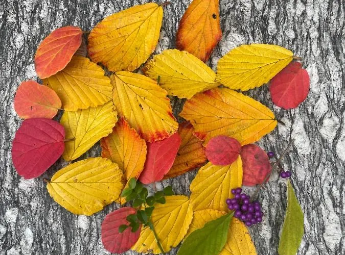 شقة Urban - Ahorn -- ميرسبرغ