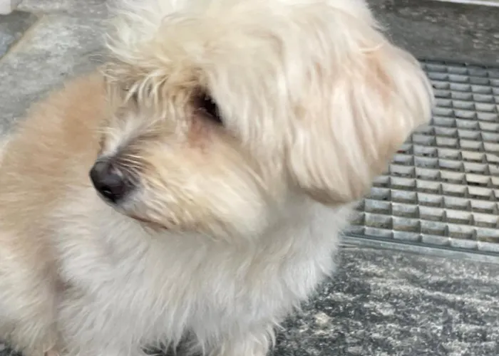 Urban - Ahorn -- ميرسبرغ