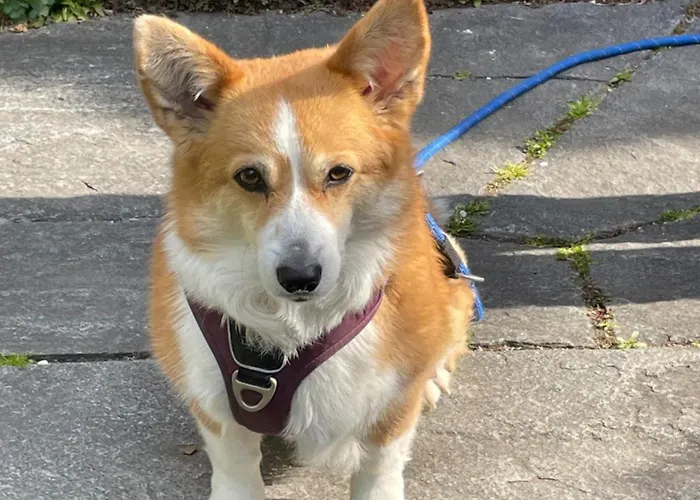 Urban - Ahorn -- * ميرسبرغ