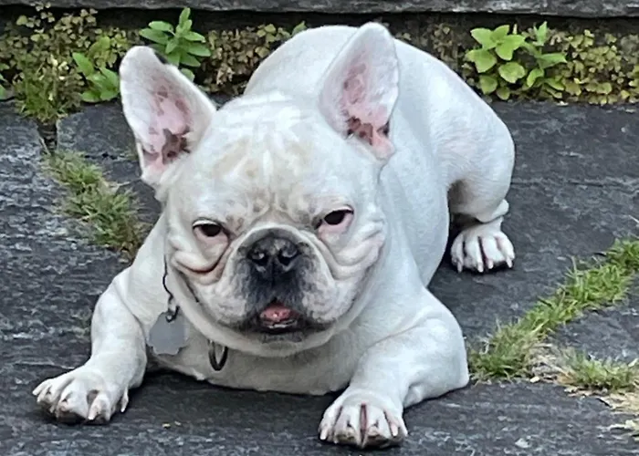 Urban - Ahorn -- شقة