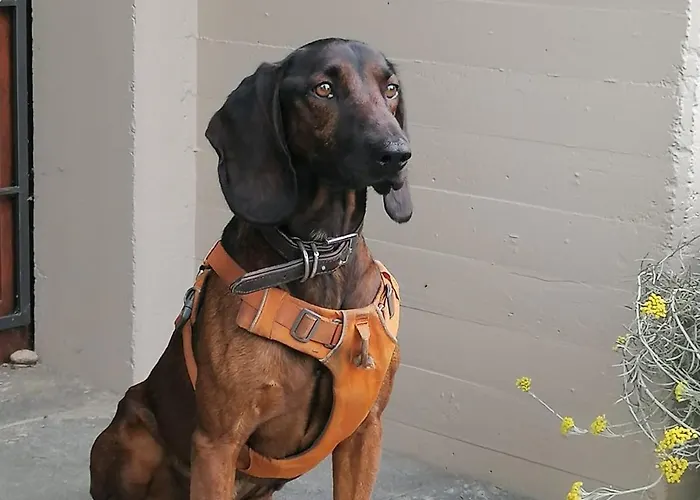 شقة Urban - Ahorn -- *