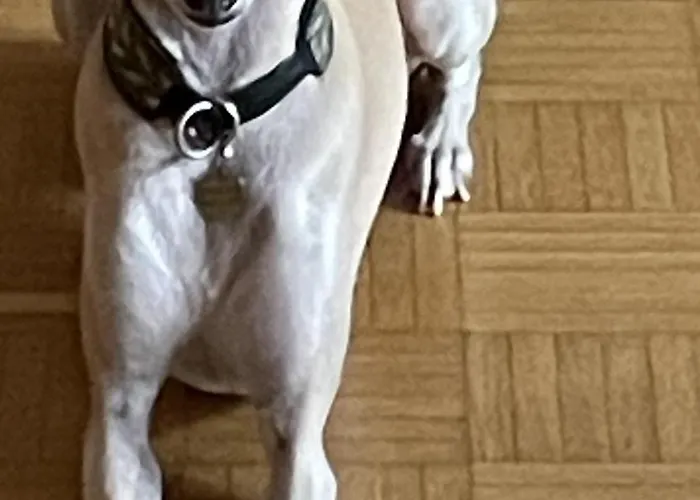 Urban - Ahorn -- ميرسبرغ