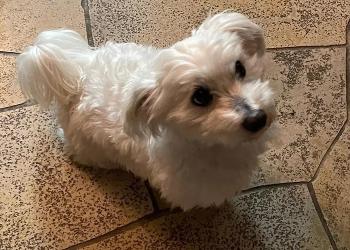 شقة Urban - Ahorn -- *