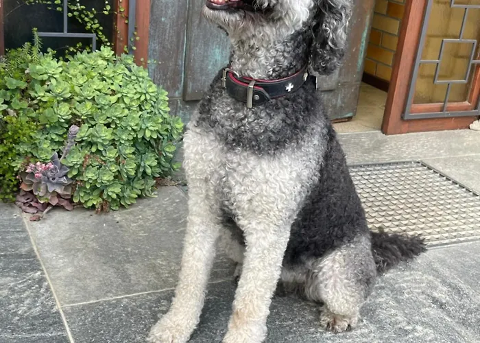 Urban - Ahorn -- شقة *